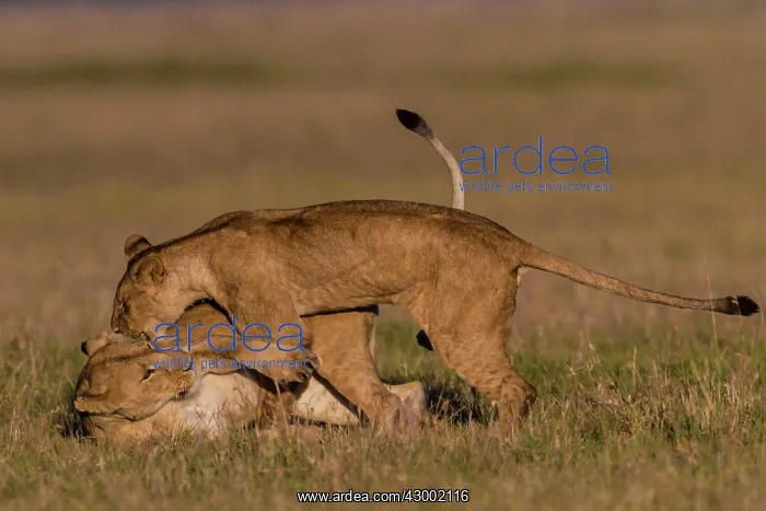 : African Lion subadults playing together : African Lion subadults playing together