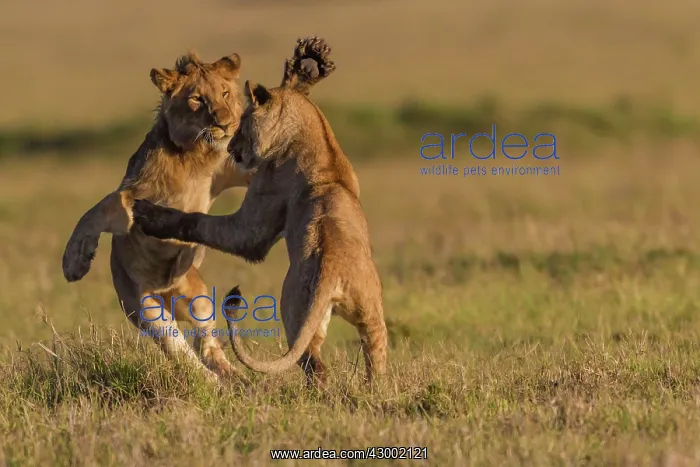 : African Lion subadults playing together : African Lion subadults playing together
