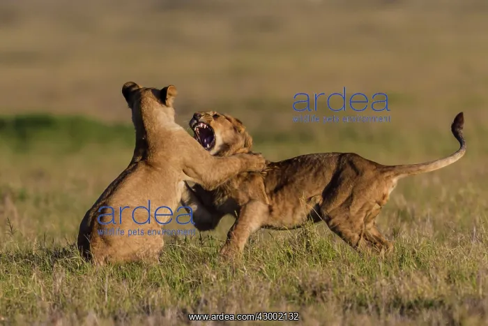 : African Lion subadults playing together : African Lion subadults playing together