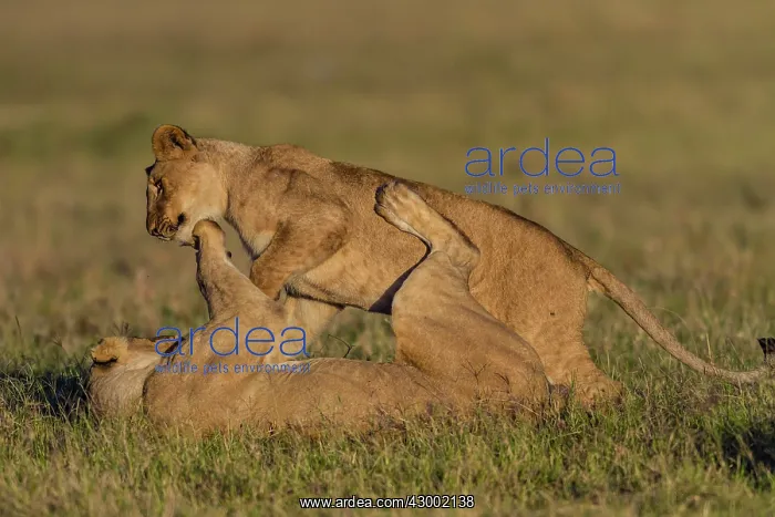 : African Lion subadults playing together : African Lion subadults playing together