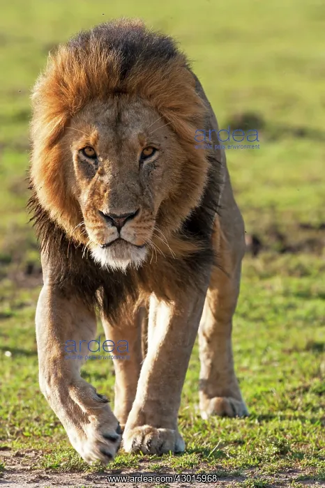  : African Lion walking