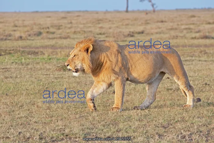 : African Lion - Walking on savannah plains (Note : African Lion - Walking on savannah plains (Note