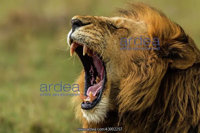 : African Lion yawning : African Lion yawning