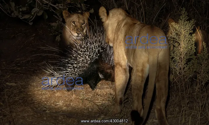 : African Lion young lions confronting Porcupine : African Lion young lions confronting Porcupine