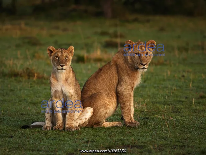 : African Lion-young lions are sitting together and : African Lion-young lions are sitting together and