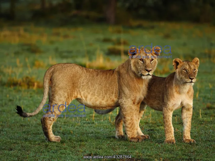 : African lion-young lions standing together and looking : African lion-young lions standing together and looking