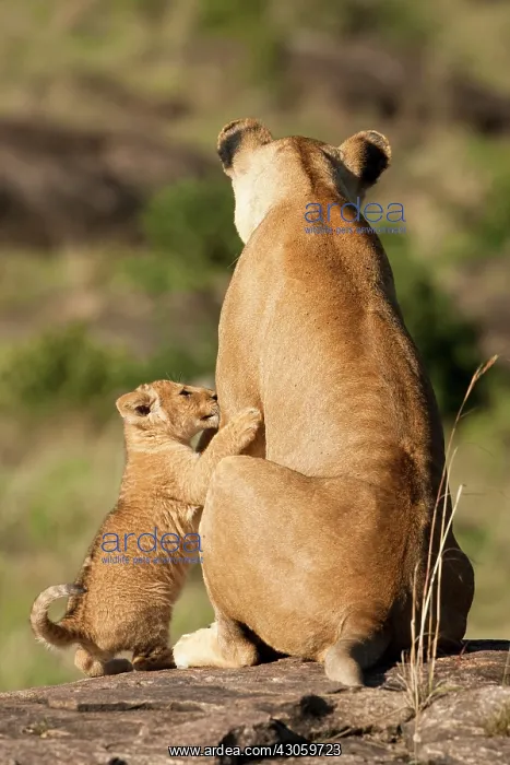 : African Lioness with cub, Panthera leo : African Lioness with cub, Panthera leo