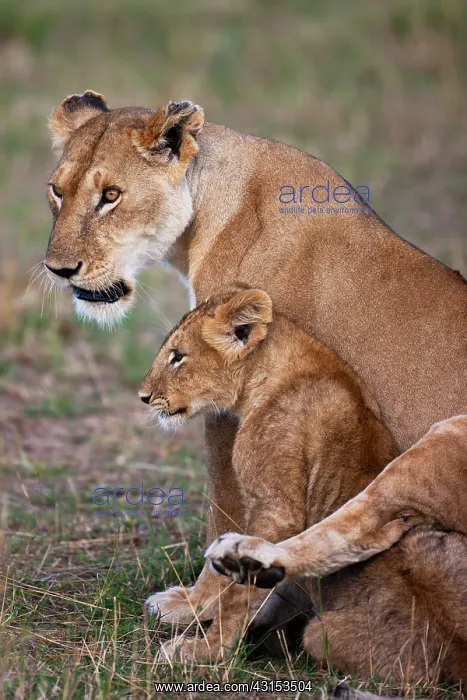 : Lion. African Lioness (Panthera leo) draping her back leg affectionately over her cub : Lion. African Lioness (Panthera leo) draping her back leg affectionately over her cub
