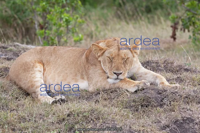 : African Lioness - Sleeping : African Lioness - Sleeping