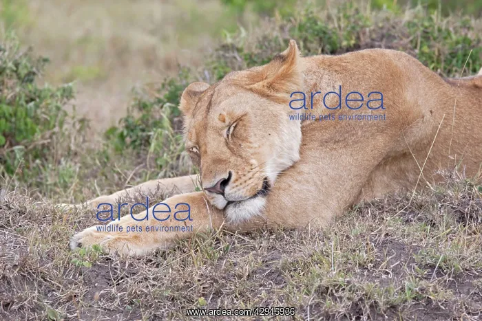 : African Lioness - Sleeping : African Lioness - Sleeping