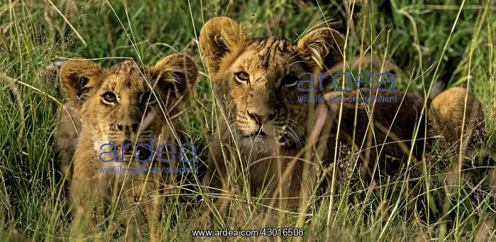  : African Lions juveniles lying on grass
