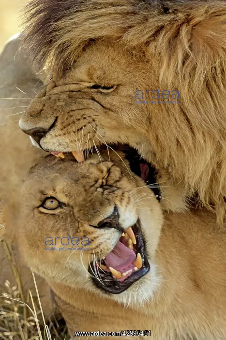 : African Lions in mating frenzy : African Lions in mating frenzy