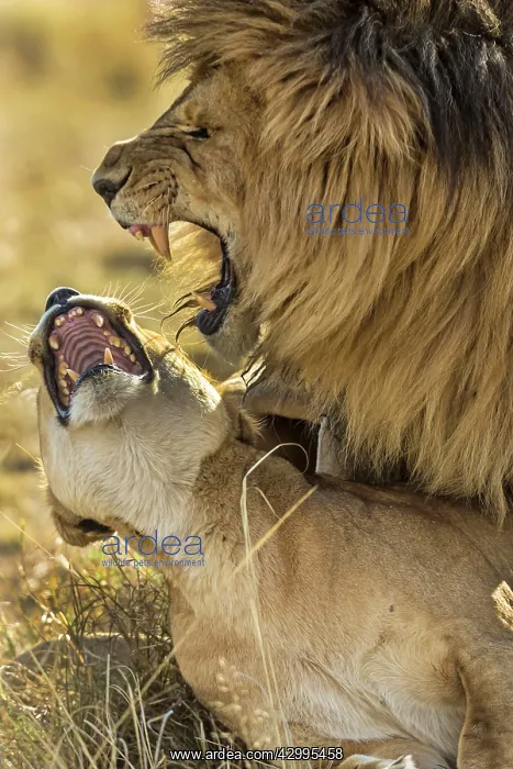  : African Lions in mating frenzy