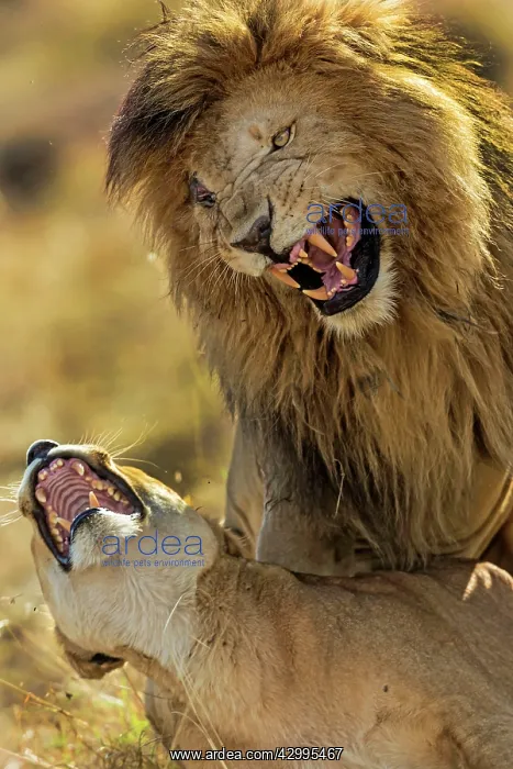 : African Lions in mating frenzy : African Lions in mating frenzy