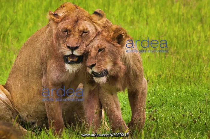 : African lions, Ngorongoro Conservation Area : African lions, Ngorongoro Conservation Area