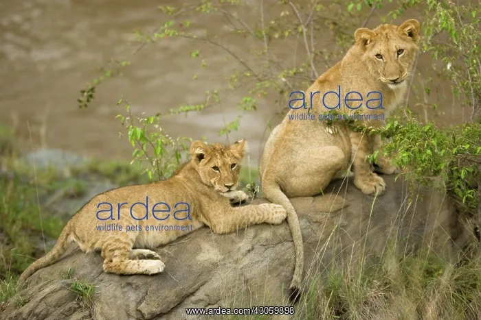 : African Lions PLAYING, Panthera leo, in : African Lions PLAYING, Panthera leo, in
