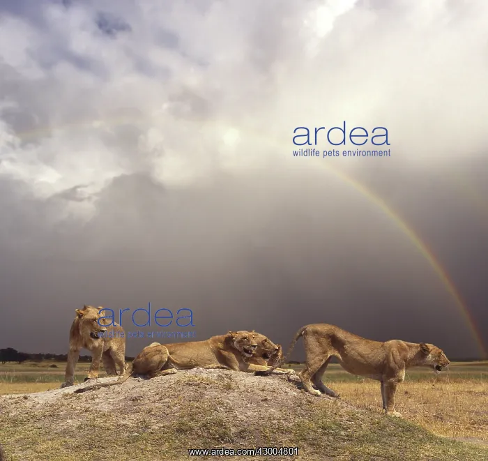 : African Lions resting on Termite mound : African Lions resting on Termite mound