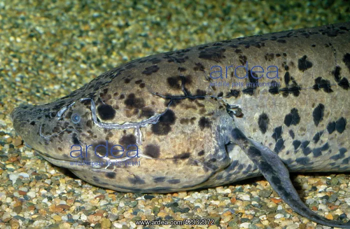 : African Lungfish : African Lungfish