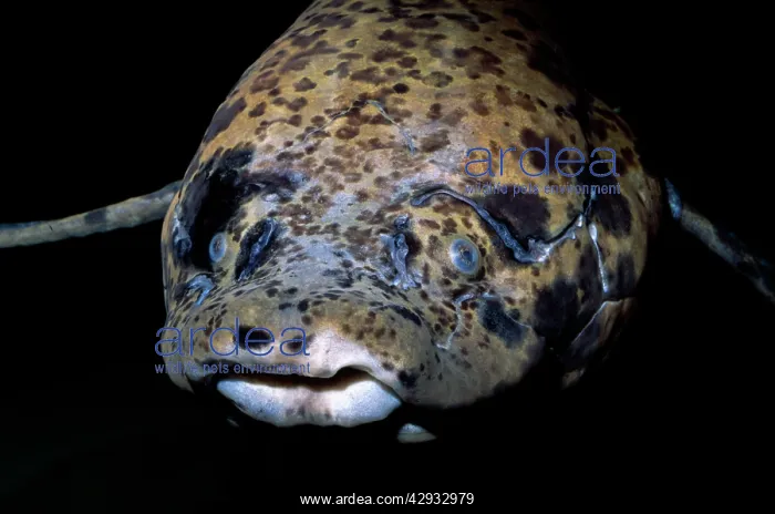 : African Lungfish : African Lungfish