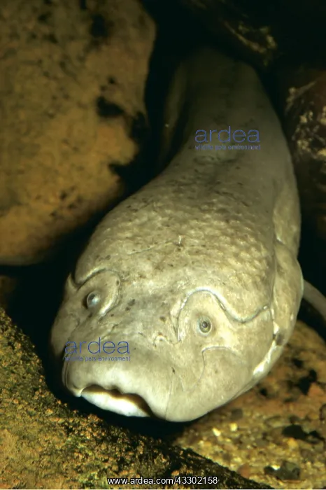 : AFRICAN LUNGFISH : AFRICAN LUNGFISH