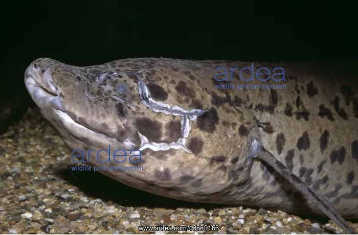 : AFRICAN LUNGFISH - ON SEA BED : AFRICAN LUNGFISH - ON SEA BED