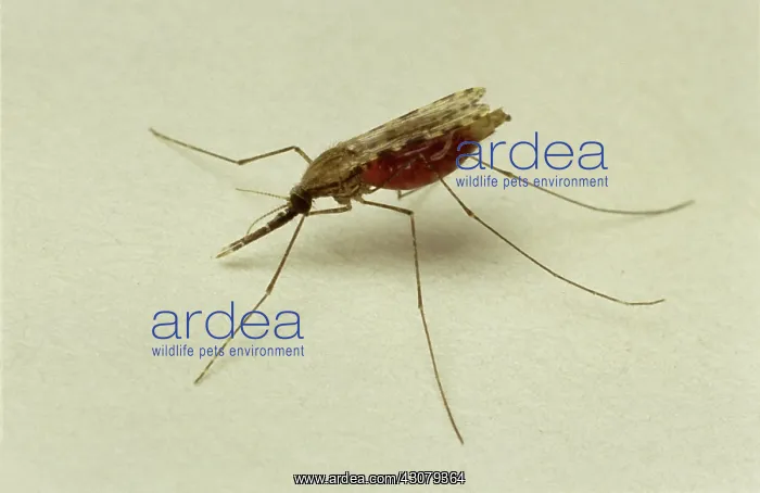 : African malaria vector mosquito : African malaria vector mosquito