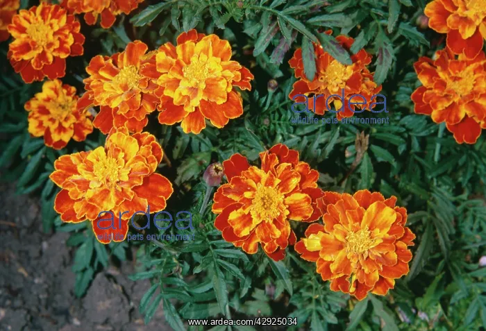 : African Marigold - Close-up : African Marigold - Close-up
