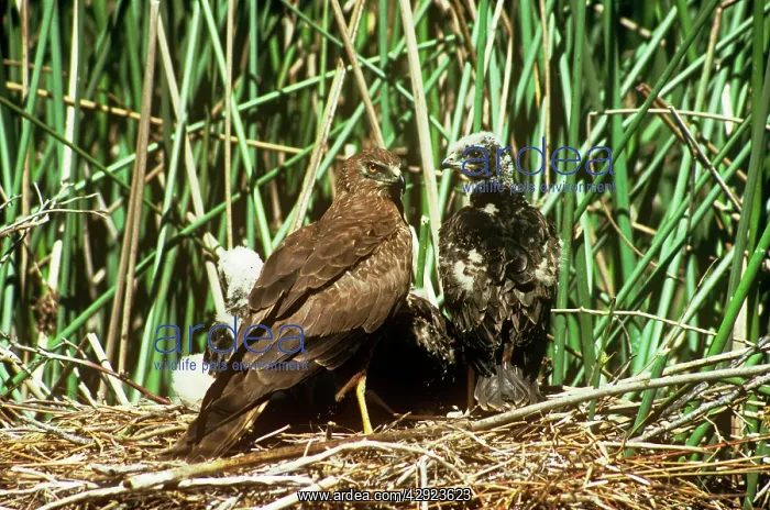 : African Marsh Harrier - with chicks at nest : African Marsh Harrier - with chicks at nest