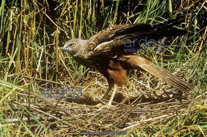 : African Marsh Harrier - at nest : African Marsh Harrier - at nest