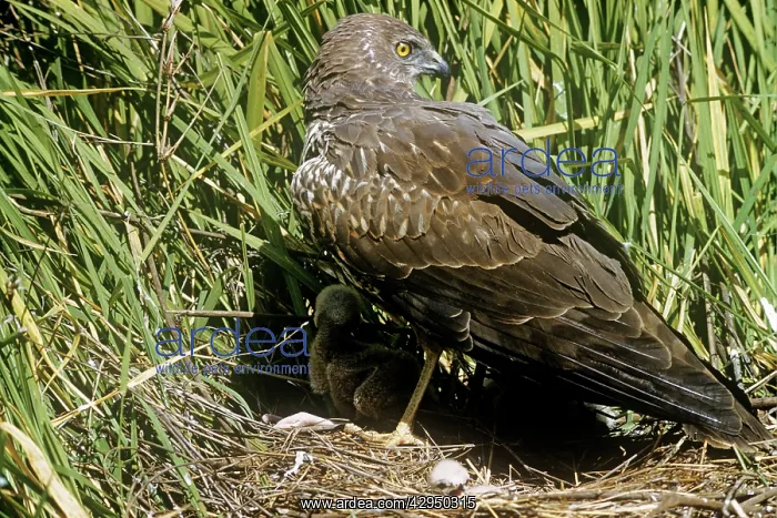 : African Marsh Harrier - shielding chicks from sun : African Marsh Harrier - shielding chicks from sun