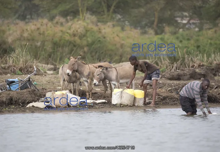 : African men and donkeys collecting water Lake Naivasha : African men and donkeys collecting water Lake Naivasha
