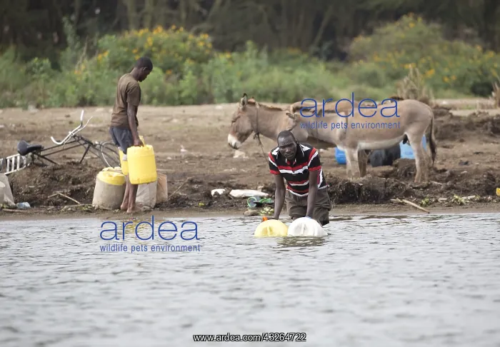 : African men and donkeys collecting water Lake Naivasha : African men and donkeys collecting water Lake Naivasha