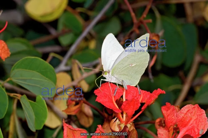 : African Migrant / Common Vagrant Butterfly - male : African Migrant / Common Vagrant Butterfly - male