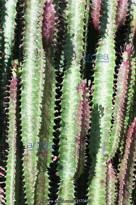 : African Milk Tree, Euphorbia trigona f. Rubra : African Milk Tree, Euphorbia trigona f. Rubra