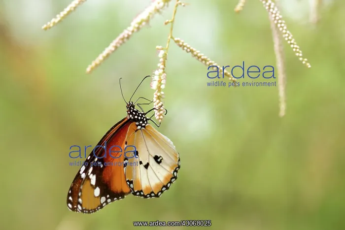 : African Monarch : African Monarch