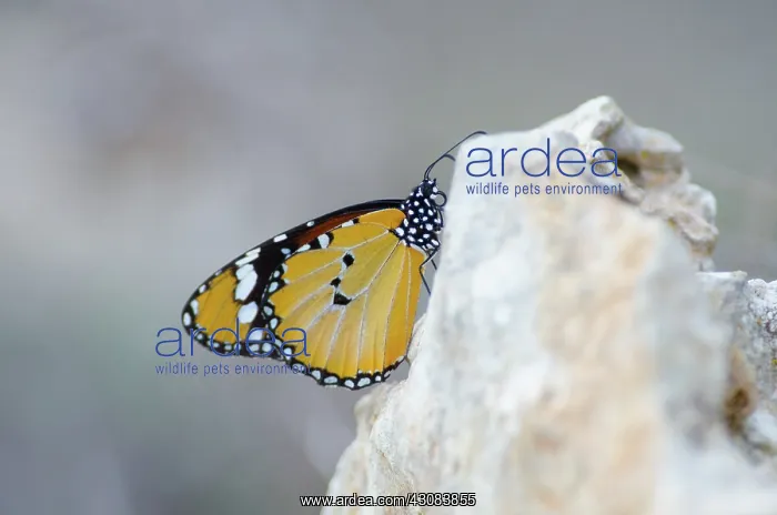 : African Monarch : African Monarch