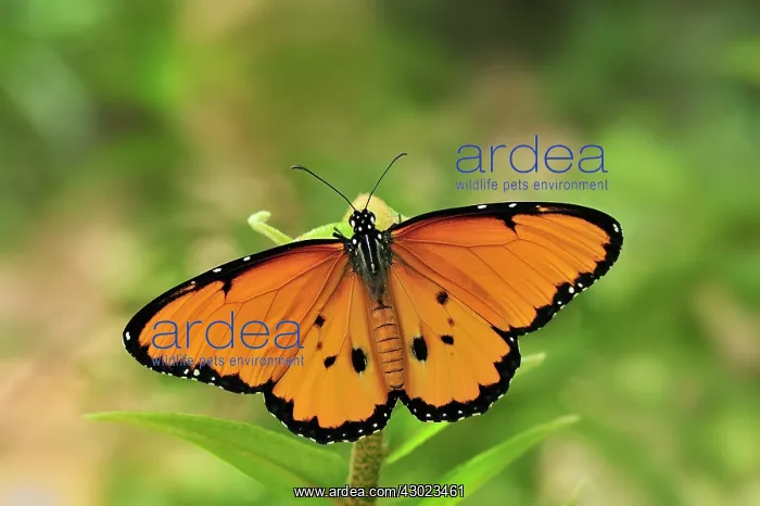 : African Monarch / Plain Tiger Butterfly : African Monarch / Plain Tiger Butterfly