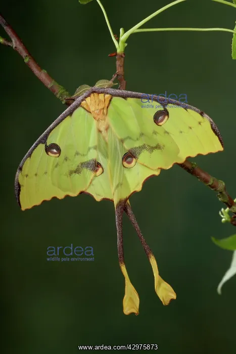 : African Moon Moth - Male - Green form : African Moon Moth - Male - Green form