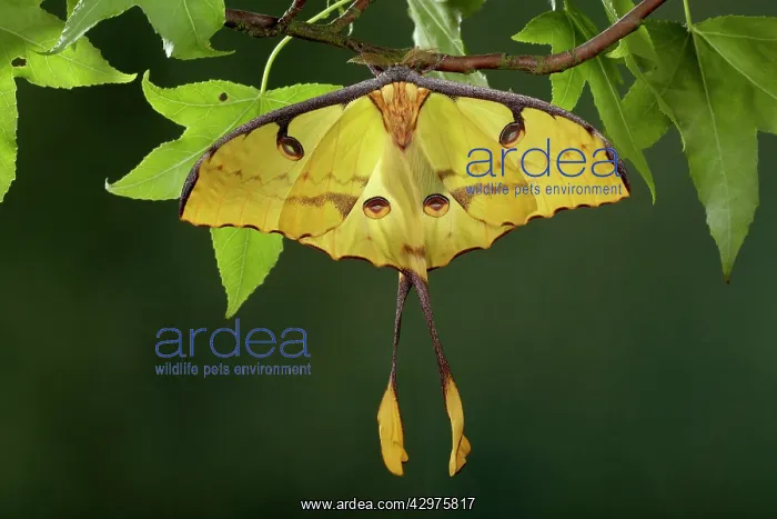 : African Moon Moth - Male - yellow form : African Moon Moth - Male - yellow form