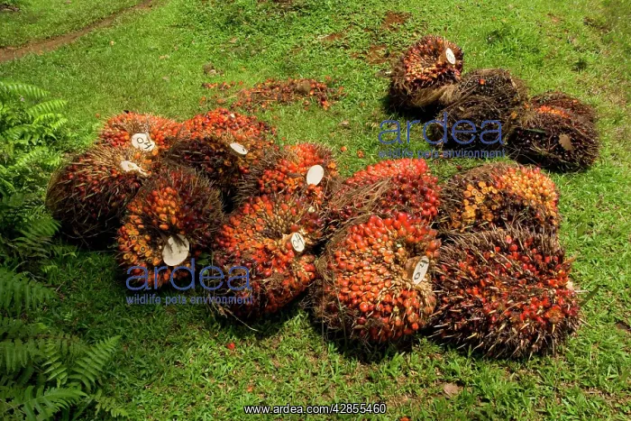 : African oil palm plantation - already harvested : African oil palm plantation - already harvested