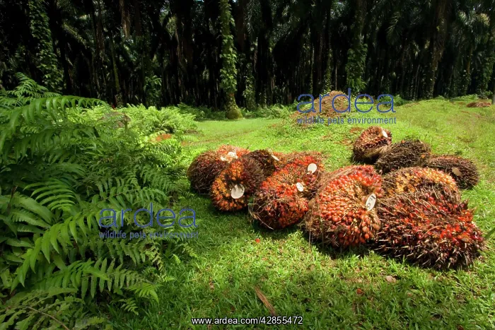 : African oil palm plantation - already harvested : African oil palm plantation - already harvested