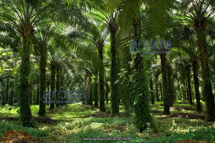 : African oil palm plantation - industrially used : African oil palm plantation - industrially used