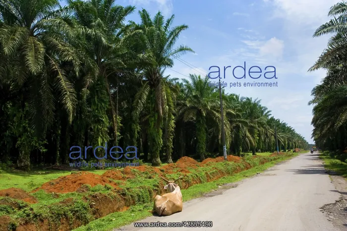 : African oil palm plantation - industrially used : African oil palm plantation - industrially used