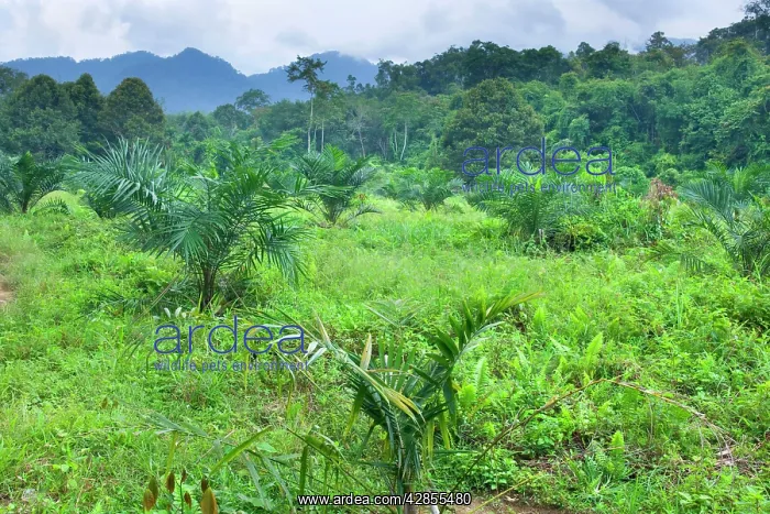: African oil palm plantation - another precious : African oil palm plantation - another precious