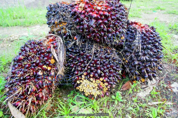 : African Oil Palm Tree : African Oil Palm Tree