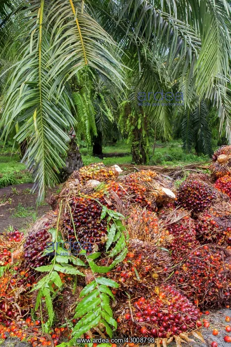 : African Oil Palm Tree : African Oil Palm Tree