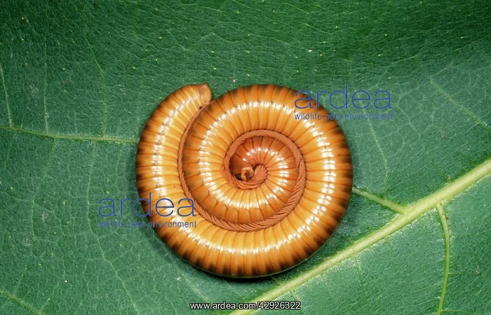 : African Olive Millipede : African Olive Millipede