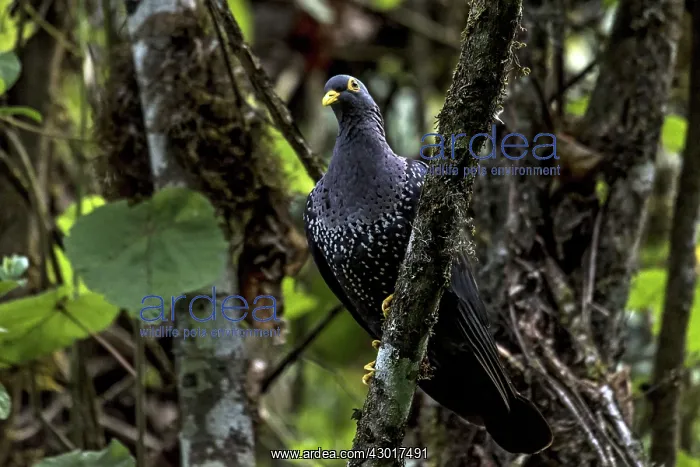  : African Olive Pigeon