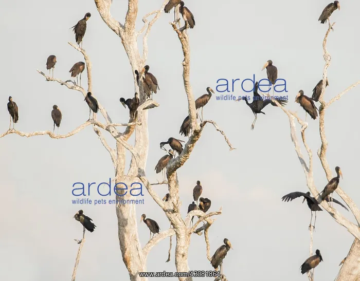 : African Openbill : African Openbill