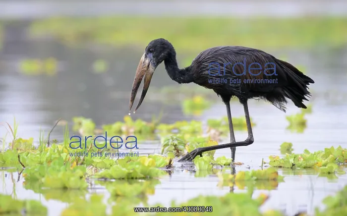: African Openbill : African Openbill